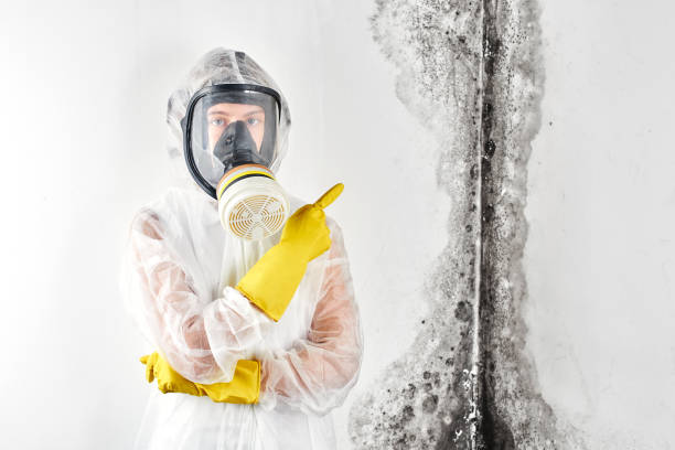 Best Mold Removal for HVAC Installations  in Maria Stein, OH