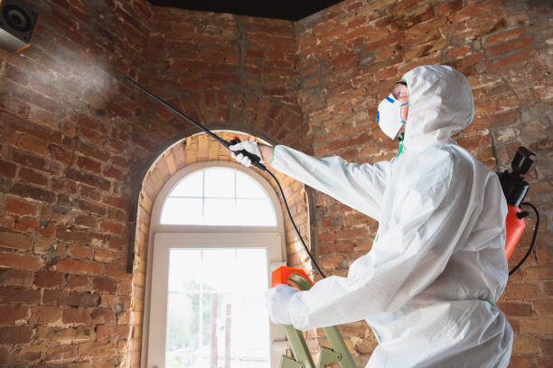 Best Mold Remediation for Healthcare Facilities  in Maria Stein, OH