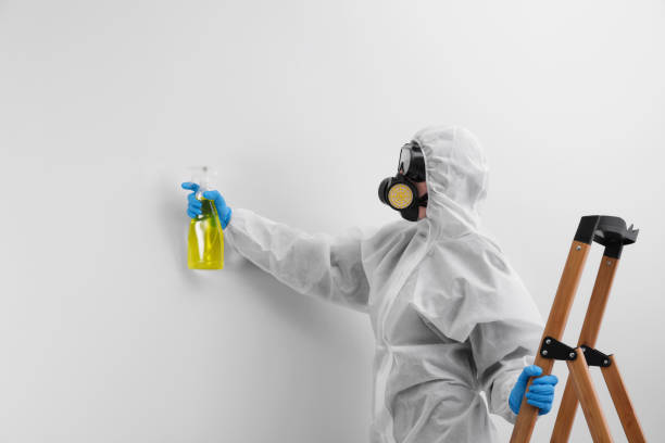 Best Emergency Mold Remediation  in Maria Stein, OH