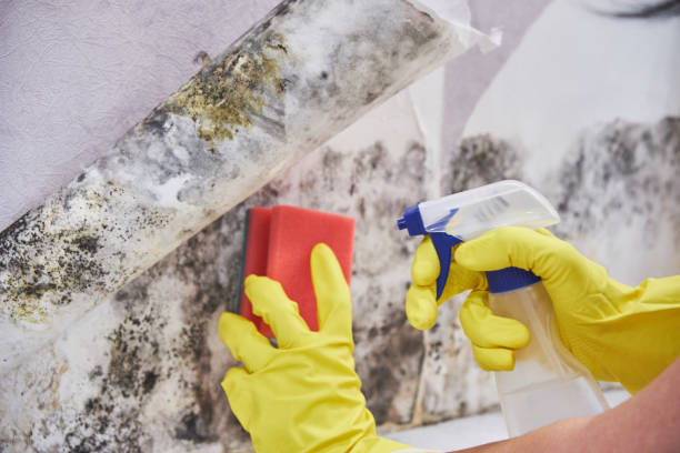 Best Comprehensive Air Testing for Mold Contaminants  in Maria Stein, OH